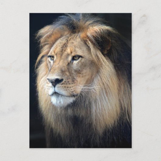 キングオブザジャングルライオン葉書 ポストカード (正面)