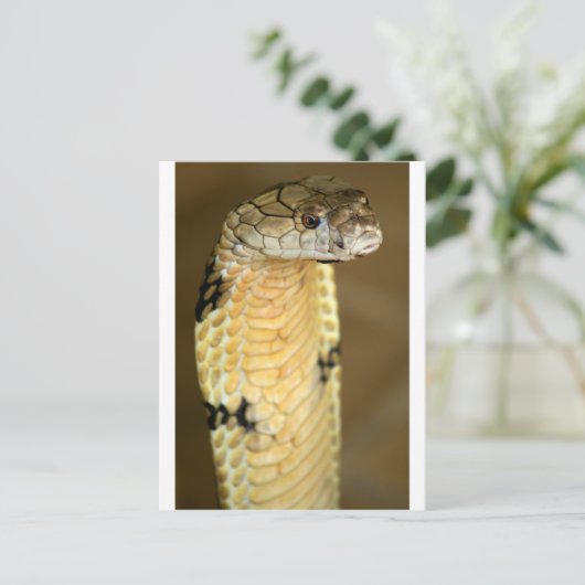 キングコブラ ポストカード (スタンド正面)