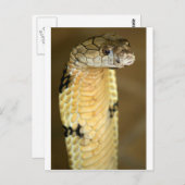 キングコブラ ポストカード (正面/裏面)