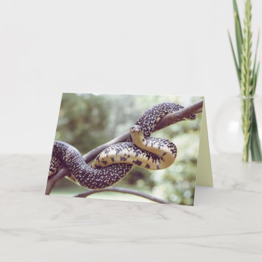 キングスネークカード カード (正面)