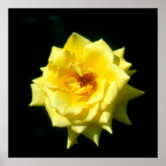 キングスランサム、ハイブリッドティーバラ ポスター (正面)