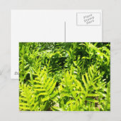 キングズファーンはがき ポストカード (正面/裏面)