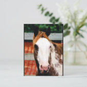 キングズ・ガファンシーール ポストカード (スタンド正面)