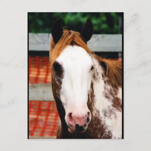 キングズ・ガファンシーール ポストカード (正面)