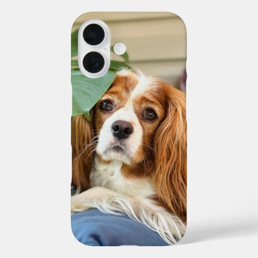 キングチャールズカバリエiPhoneケース16 Case-Mate iPhoneケース (裏面)