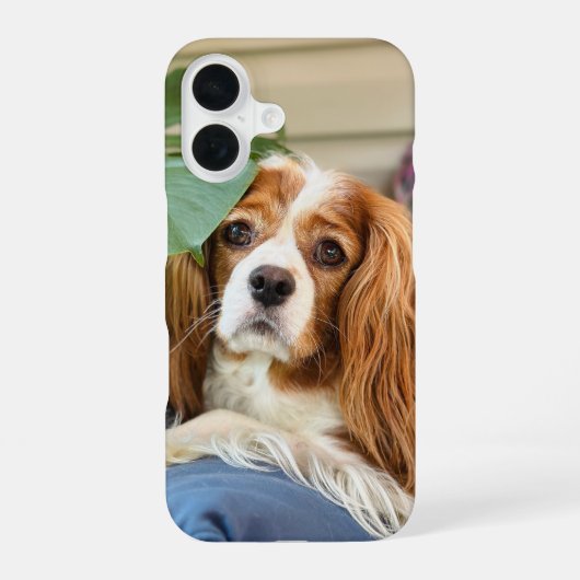 キングチャールズキャバリアiPhoneケース16 iPhone 16ケース (裏面)