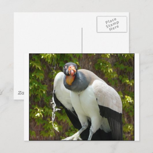 キングハゲワシ ポストカード (正面/裏面)