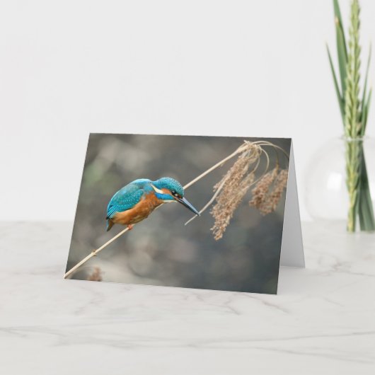 キングフィッシャー魚釣りオンリード カード (正面)