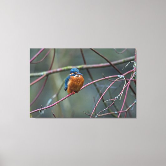 キングフィッシャーv2 キャンバスプリント (正面)