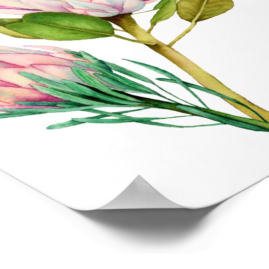 キングプロテアフラワーズウォーターカラーアートプリント ポスター (角)