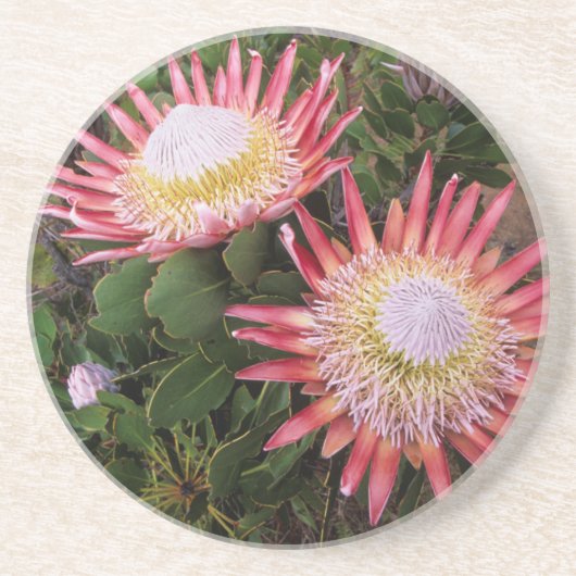 キングプロテア (Protea Cynaroides)、ヘルデルベルフ コースター (正面)
