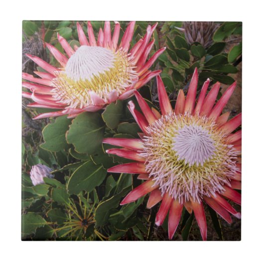 キングプロテア (Protea Cynaroides)、ヘルデルベルフ タイル (正面)