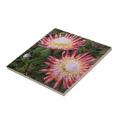 キングプロテア (Protea Cynaroides)、ヘルデルベルフ タイル (側面)