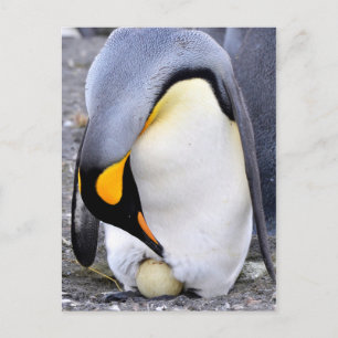 キングペンギンと卵 ポストカード