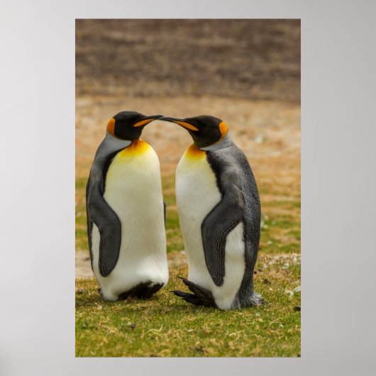 キングペンギンのペア，ファルクランズ ポスター (正面)