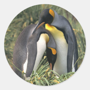 キングペンギンの恋人 ラウンドシール