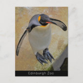 キングペンギンエディンバラ動物園スコットランドポストカード ポストカード (正面)