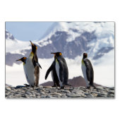 キングペンギンズアットサウスジョージア テーブルナンバー (正面)