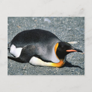 キングペンギンビーチ ポストカード