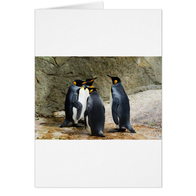 キングペンギン (正面)