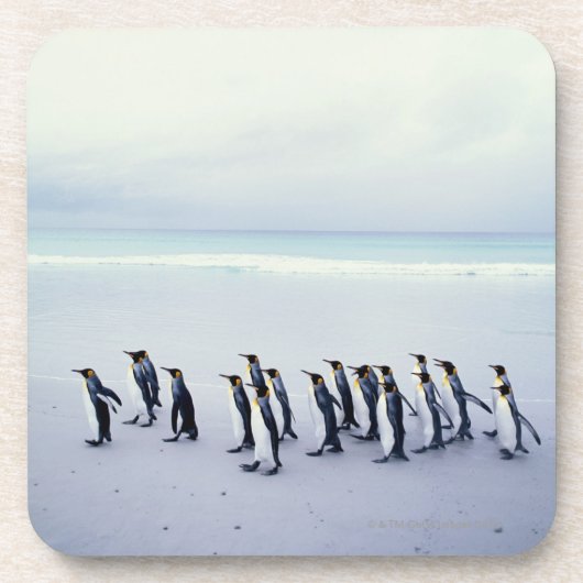 キングペンギン(コウテイペンギン属のpatagonicus) コースター (正面)