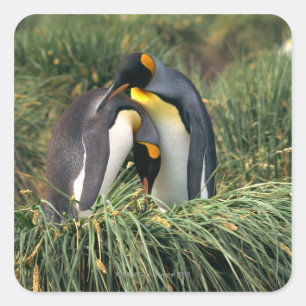 キングペンギン スクエアシール