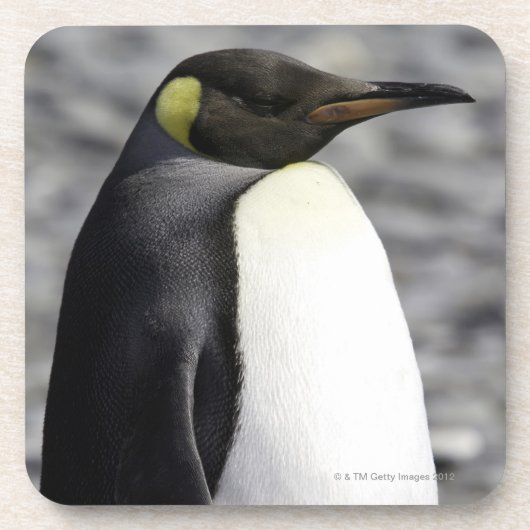 キングペンギン、ソールズベリー平原、南ジョージア コースター (正面)