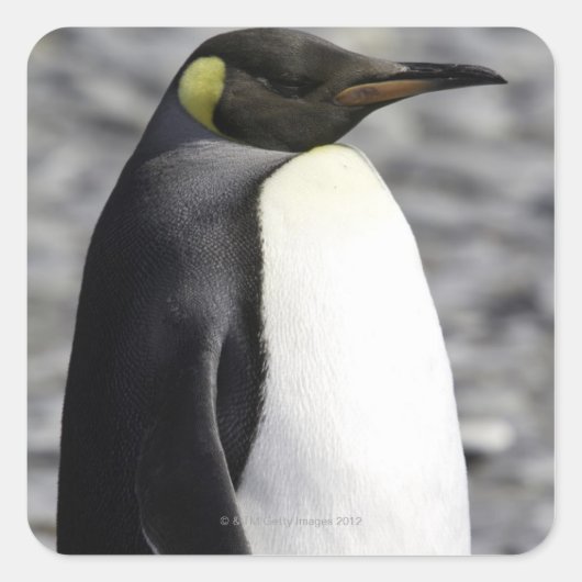 キングペンギン、ソールズベリー平野、南ジョージア スクエアシール (正面)