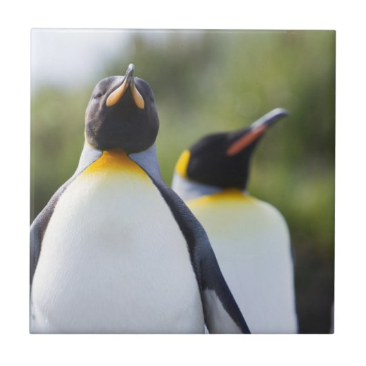 キングペンギン タイル (正面)