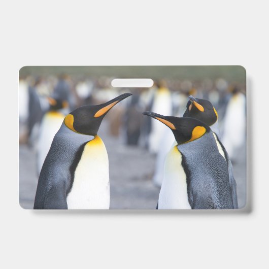 キングペンギン バッジ (正面)