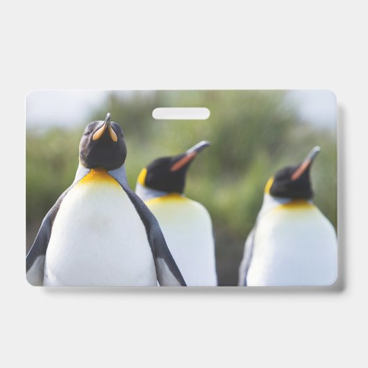 キングペンギン バッジ (正面)