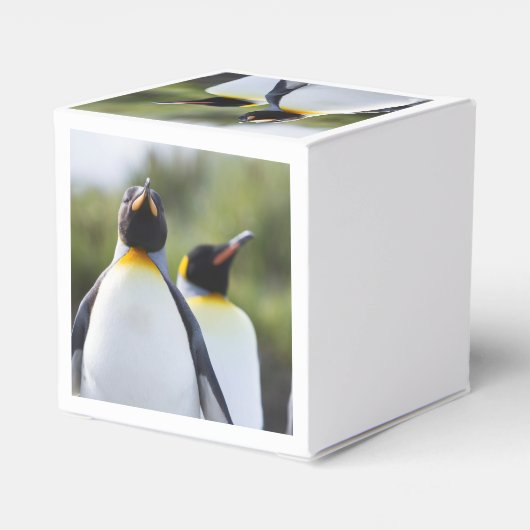 キングペンギン フェイバーボックス (裏面サイド)