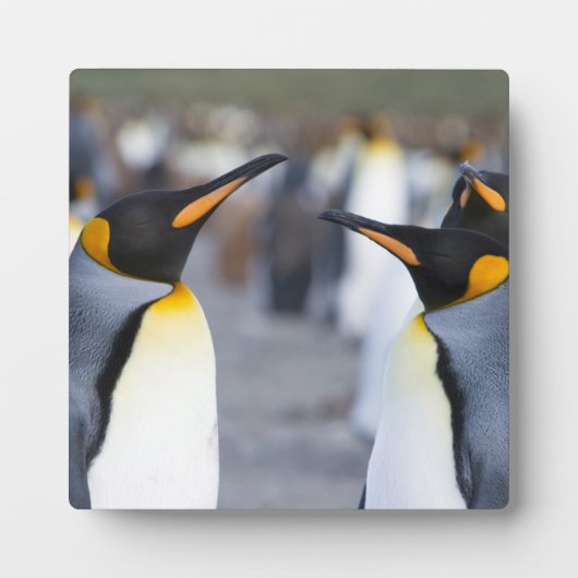 キングペンギン フォトプラーク (正面)