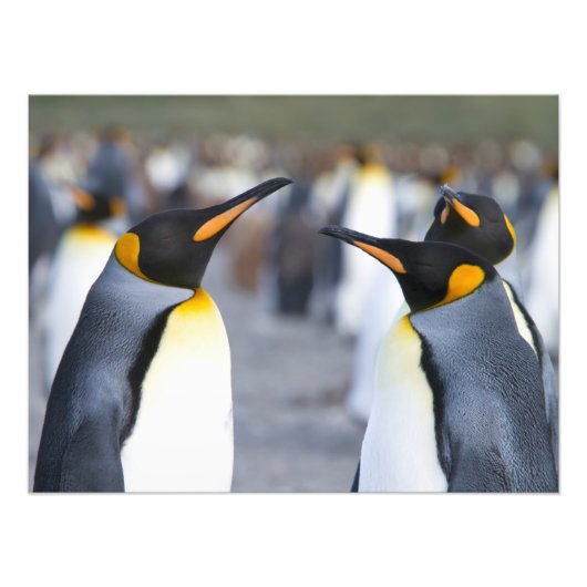 キングペンギン フォトプリント            (正面)