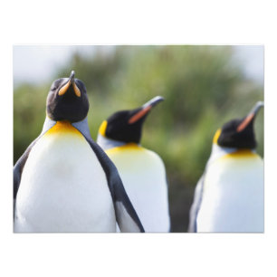 キングペンギン フォトプリント