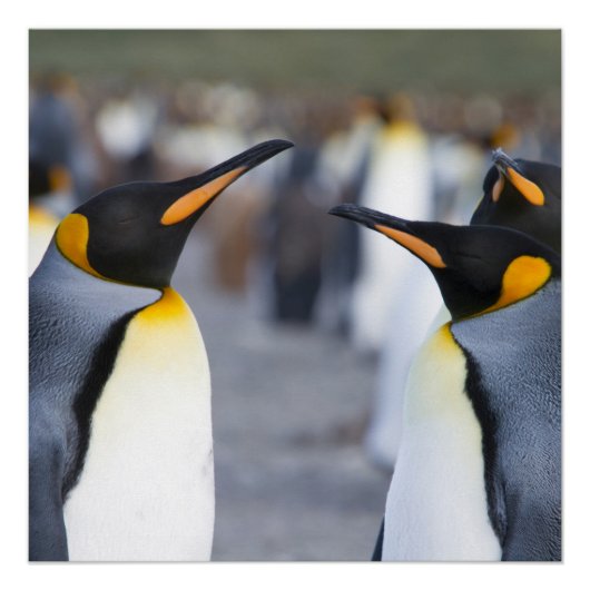 キングペンギン ポスター (正面)