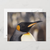 キングペンギン ポストカード (正面/裏面)
