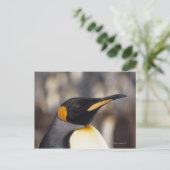 キングペンギン ポストカード (スタンド正面)