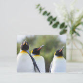 キングペンギン ポストカード (スタンド正面)