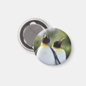 キングペンギン マグネット (正面/裏面)