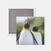 キングペンギン マグネット (正面/裏面)