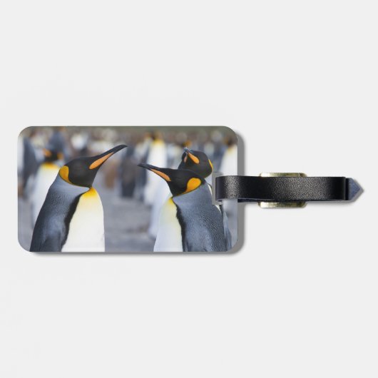 キングペンギン ラゲッジタグ (裏面横)