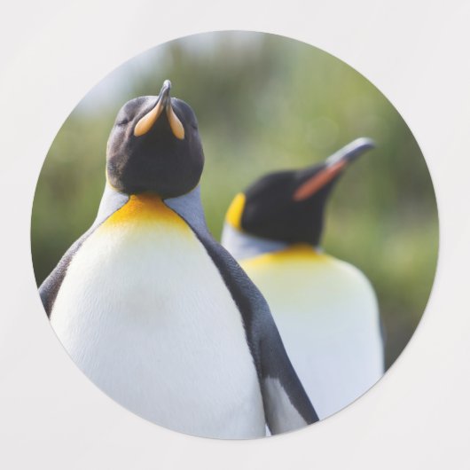 キングペンギン ラベル (デザイン1)