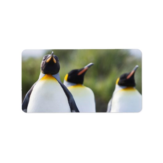 キングペンギン ラベル (正面)
