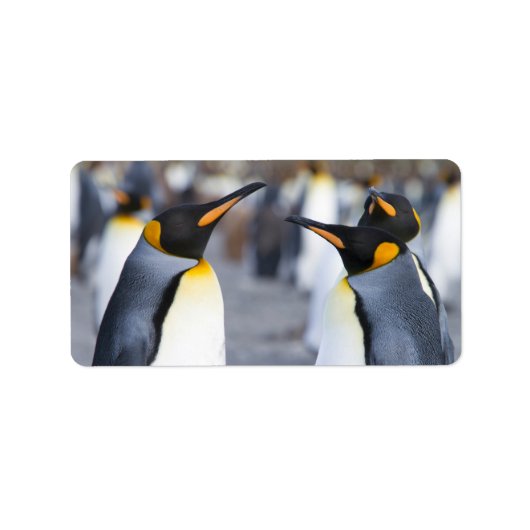 キングペンギン ラベル (正面)