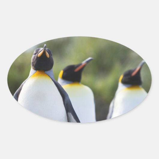 キングペンギン 楕円形シール (正面)
