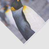 キングペンギン 薄葉紙 (詳細)