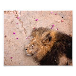 キング落ちた フォトプリント           