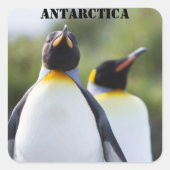 キング誇りを持ったペンギン写真 スクエアシール (正面)