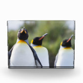 キング誇りを持ったペンギン写真 フォトブロック (正面)